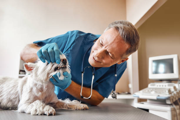 Best Same-Day Emergency Dental Services in Coalville, UT